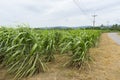 Wild sugar cane plant Royalty Free Stock Photo