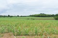 Wild sugar cane plant Royalty Free Stock Photo