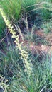 Wild sugarcane kans grass flower