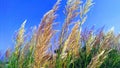 Wild sugarcane kans grass