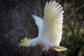 Wild sulphur-crested cockatoo landing with its white wings in full wingspan Royalty Free Stock Photo