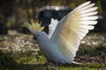 Wild sulphur-crested cockatoo landing with white wings spread, crest expanded Royalty Free Stock Photo