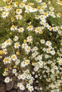 Wild chamomile meadow detail Royalty Free Stock Photo