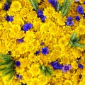 Wild summer flowers background with yellow daisies, blue cornflowers and green ears of rye