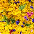 Wild summer flowers background with yellow daisies, blue and pink cornflowers and green ears of rye Royalty Free Stock Photo