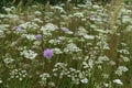 wild summer flowers in field. rural peaceful landscape