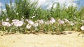 Wild summer meadow flowers sway in the wind in a field