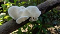 Wild summer mushrooms