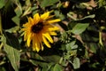 WILD SUN  FLOWERS ON THE LEWISTON HILL TOP Royalty Free Stock Photo