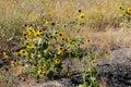 WILD SUN  FLOWERS ON THE LEWISTON HILL TOP Royalty Free Stock Photo