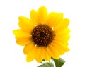 Wild sunflower