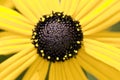 Wild sunflower Royalty Free Stock Photo