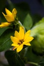 Wild sunflower on fall sunny day Royalty Free Stock Photo