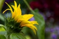 Wild sunflower on fall sunny day Royalty Free Stock Photo