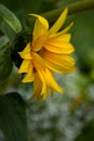 Wild sunflower on fall sunny day Royalty Free Stock Photo