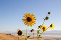 Wild Sunflower, Helianthus annuus in the fields of Antelope Island, Great Salt Lake, Utah, USA Royalty Free Stock Photo