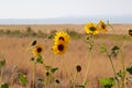 Wild Sunflower, Helianthus annuus in the fields of Antelope Island, Great Salt Lake, Utah, USA Royalty Free Stock Photo