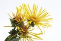 Wild sunflower (Inula helenium L.)