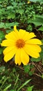 Wild sunflower in the jungle Royalty Free Stock Photo