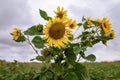 A wild sunflower with many flowers on one stem growing in a field on a cloudy windy day.