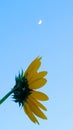 Wild Sunflower profile against afternoon sky with crescent moon Royalty Free Stock Photo