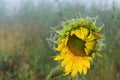 Wild sunflower with web and dew drops