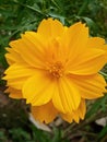 Wild Sunflower & x28;Tithonia diversifolia& x29; from Indonesia,