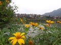 Wild sunflowers in Ban Xoi Resort Ba Vi, Vietnam