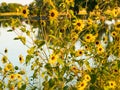 Wild Sunflowers Beside a Lake