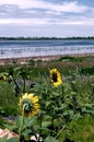 Wild sunflowers near a lake in central Colorado, USA