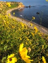 Wild Sunflowers on the Palos Verdes Peninsula, California Royalty Free Stock Photo