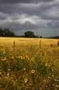 Wild sunflowers in storm