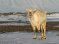 Wild Svalbard reindeer portrait