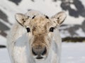 Wild Svalbard reindeer portrait