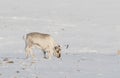 Wild Svalbard Reindeer, Rangifer tarandus platyrhynchus, searching for food under the snow at the tundra in Svalbard Royalty Free Stock Photo