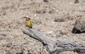 Wild Swallow-tailed Bee-eater (Merops hirundineus) Perching