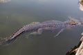 Wildlife: Wild Swamp Crocodile Swimming in Lagoon in Jungle