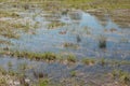 Wild swamp field with old dry and fresh green grass in early spring. Flooded area. Early spring season landscape. Royalty Free Stock Photo