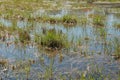 Wild swamp field with old dry and fresh green grass in early spring. Flooded area. Early spring season landscape. Royalty Free Stock Photo