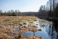 Wild swamp forest and field with last year`s old grass in early spring. Royalty Free Stock Photo