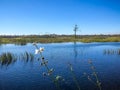 Wild swamp plants and the marsh Royalty Free Stock Photo