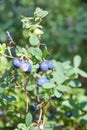 Wild swamp uncultivated blueberries on bush. Close-up photo in sunny summer day Royalty Free Stock Photo