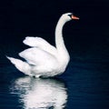 Wild swan Royalty Free Stock Photo