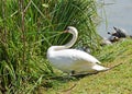 Wild swan builds the nest