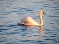 Wild swan swimming on blue lake water at sunset, swans on pond, nature series