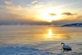 Wild swan swimming in a winter lake on sunset Royalty Free Stock Photo