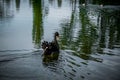 Harmony and grace in nature. Black Swan the quiet lake