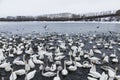 Wild swans and ducks winter on the lake. Flock of ducks takes off. Lake Svetloye, Altai territory