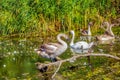 Swans in the Swamp