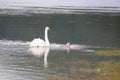 Wild swans